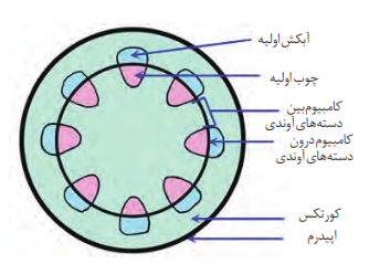 برش عرضی ساقه و محل کامبیوم آوندی و دسته&zwnj;های آوندی در گیاهان چوبی و بازدانگان