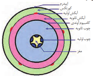 ساختمان پسین ساقه و رشد قطری آن