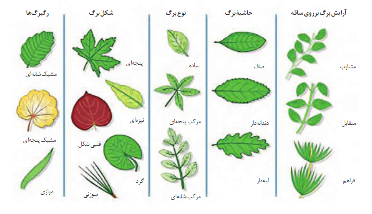 اشکال مختلف برگ