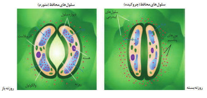 روزنه در دو حالت بسته و باز