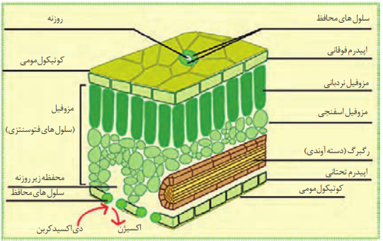 ساختمان برگ