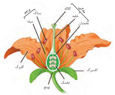 اجزای گل