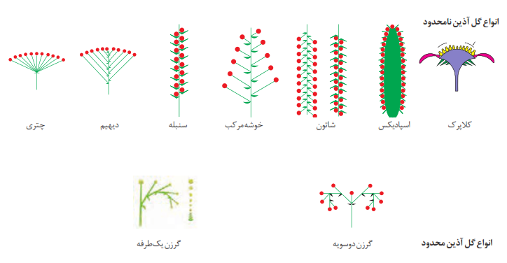 نمونه&zwnj;هایی از انواع گل آذین