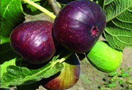  میوه انجیر پارتنوکارپ واریته brown turkey