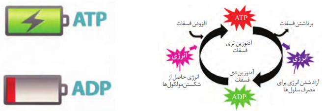 تبدیل ADP به ATP مشابه شارژ باطری است و نیاز به انرژی دارد.