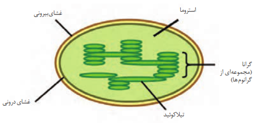 ساختمان کلروپلاست