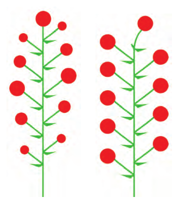  گل آذین محدود (راست) و نامحدود (چپ)