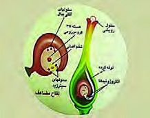  لقاح مضاعف
