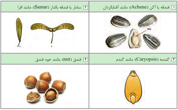 فندقه یا آکن (Achene) مانند آفتابگردان + سامار یا فندقه بالدار (Sama) مانند افرا + گندمه (Caryopsis) مانند گندم + فندق (nut) مانند خود فندق