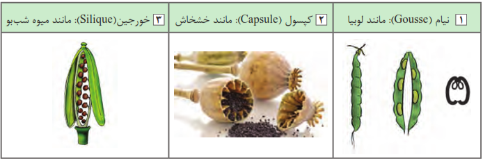 نیام (Gousse) مانند لوبیا+کپسول (Capsule) مانند خشخاش+خورجین(Silique)مانند میوه شب بو