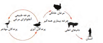 چرخه انتقال بیماری آنفلوانزای پرندگان