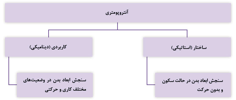 آنتروپومتری&nbsp;(ساختار استاتیکی (سنجش ابعاد بدن در حالت سکون و بدون حرکت) و دینامیکی&nbsp;(سنجش ابعاد بدن در وضعیت&zwnj;های مختلف کاری و حرکتی)