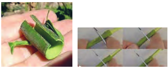 برش پیوندک