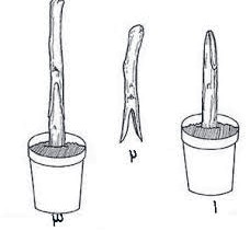 1 . پایه 2. پیوندک 3. اتصال پایه و پیوندک