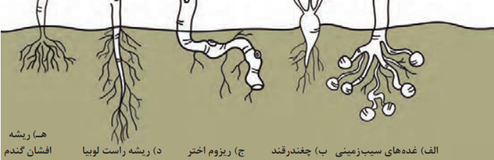  عمق نفوذ ریشه برخی از گیاهان