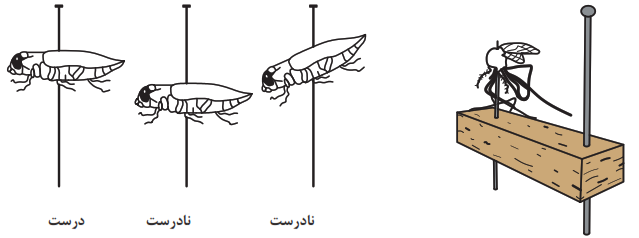 روش سوزن&zwnj;زدن حشره