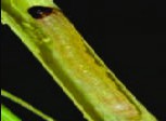  ساقه خوار برنج
