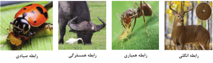  انواع رابطه بین موجودات زنده