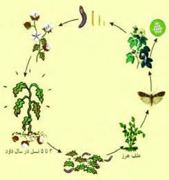 شکل 33- چرخه زندگی کرم خاردار پنبه