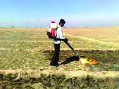 استفاده از شعله&zwnj;افکن پشتی موتوری (اتومایزر) جهت شعله&zwnj;افکنی در کنترل فیزیکی علف&zwnj;های هرز 