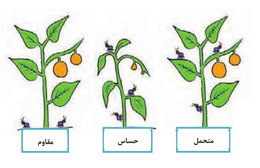  گیاه مقاوم، متحمل و حساس در مقابل نوعی آفت
