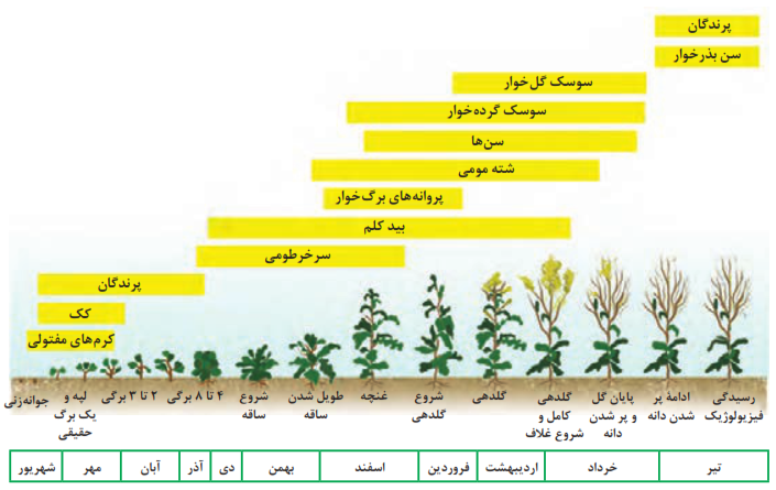  تقویم پایش آفات مزرعه کلزای زمستانه