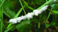  غلاف های آلوده با پوشش میسیلیومی پشم مانند به رنگ سفید