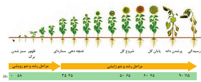 مراحل مختلف رشد و نمو آفتابگردان