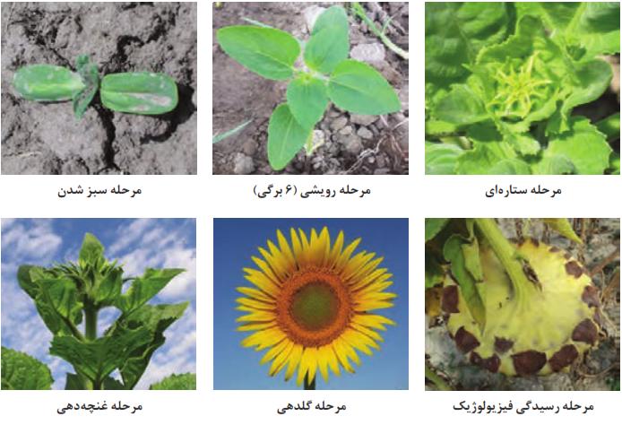 مراحل مختلف رشد و نمو آفتابگردان