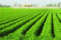 کاشت روی پشته های عریض و آبیاری ثقلی