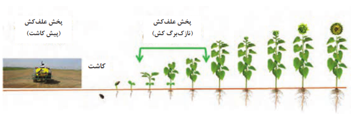 کنترل شیمیایی علف&zwnj;های هرز در مراحل مختلف کشت و کار آفتابگردان