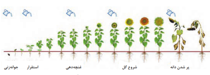 نیاز رطوبی در مراحل مختلف رشد آفتابگردان