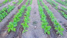  آبیاری مزرعه آفتابگردان در شرایط کمبود آب