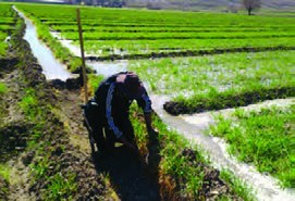 آبیاری نواری کرتی گندم کشت شده به روش مسطح