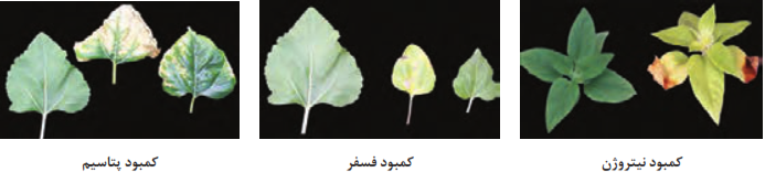  علایم کمبود عناصر اصلی در زراعت آفتابگردان
