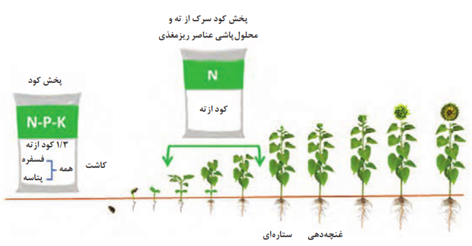  زمان مصرف کوددهی مزرعه آفتابگردان