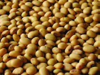  دانه سویا