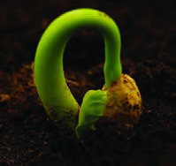   خروج جوانه سویا از خاک