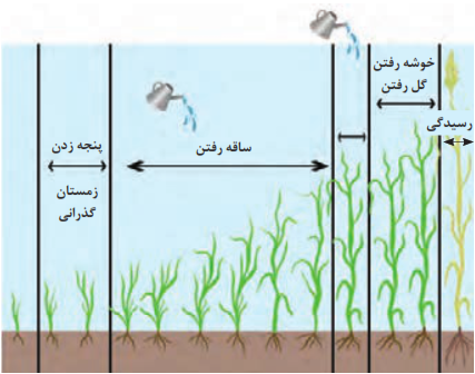 مراحل حساس گندم به کم آبی