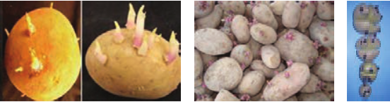  پیش جوانه&zwnj;دار