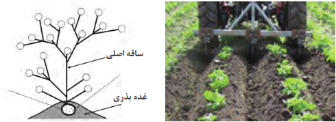 عملیات خاک&zwnj;دهی پای بوته&zwnj;های سیب&zwnj;زمینی در سمت راست و نقش آن در تولید غده بیشتر در سمت چپ