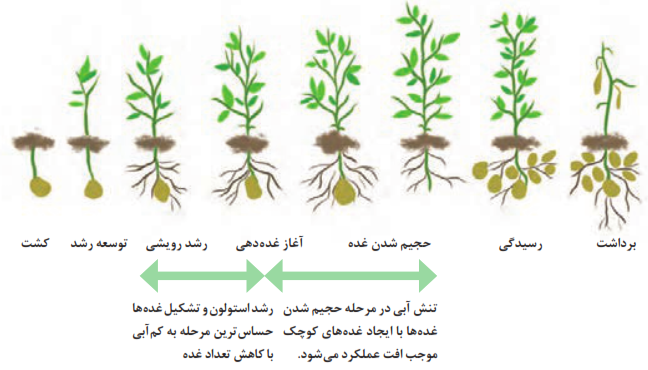  اهمیت کم آبی در مراحل مختلف رشد سیب&zwnj;زمینی
