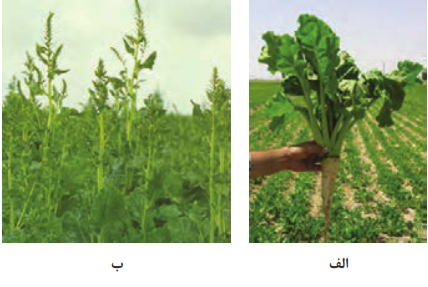  (الف) بوته چغندرقند کارخانه&zwnj;ای و (ب) بوته چغندرقند بذری