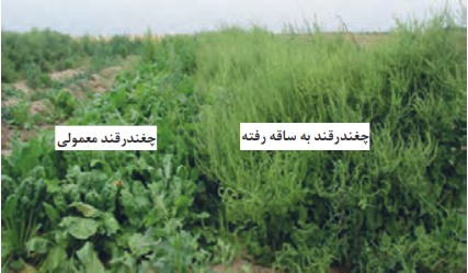  مقایسه بوته&zwnj;های حاصل از کاشت رقم حساس به ساقه روی (راست) با رقم مقاوم (چپ)