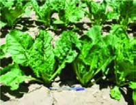 فاصله مناسب بوته چغندرقند حدود 20- 15 سانتی&zwnj;متر و فاصله مناسب ردیف 50 سانتی&zwnj;متر است.