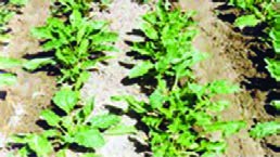 آرایش کاشت&nbsp;$40 \times 50$&nbsp;سانتی متر که عریض&zwnj;بودن پشته&zwnj;ها باعث عدم شکستگی پشته و حرکت روان آب درون جویچه&zwnj;ها می&zwnj;شود.