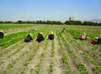 تراکم بوته مناسب در مزرعه چقندرقند