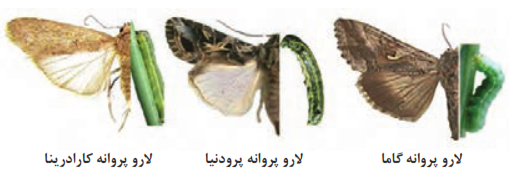 لارو و پروانه برگ&zwnj;خواران