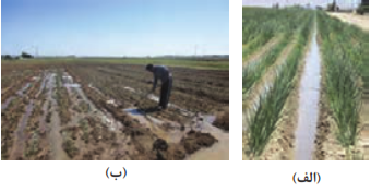 آبیاری نشتی (الف) آبیاری کرتی (ب)