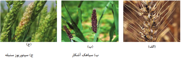 شکل 27- الف) سیاهک پنهان